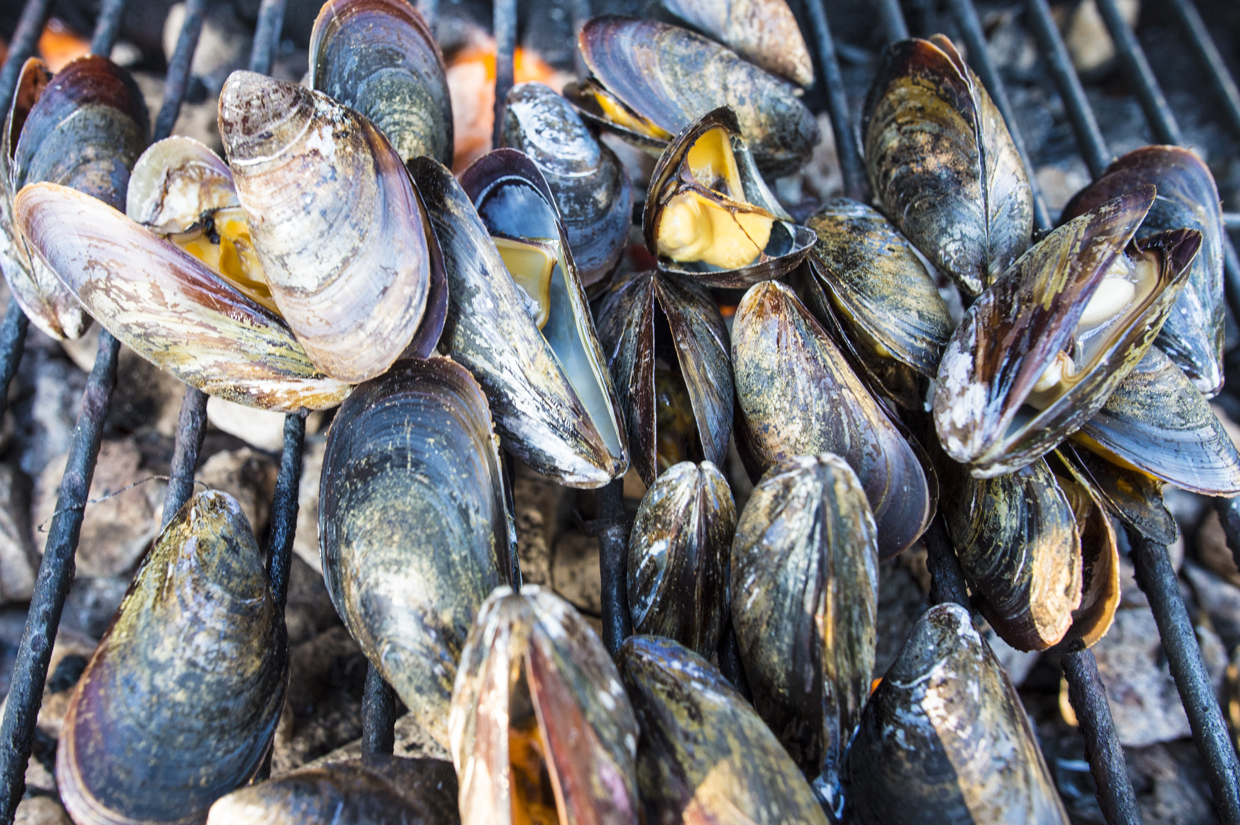 Get Mussels Fish Gif